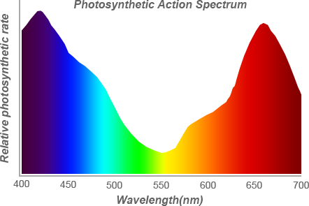 Photosynthetic Action Spectrum